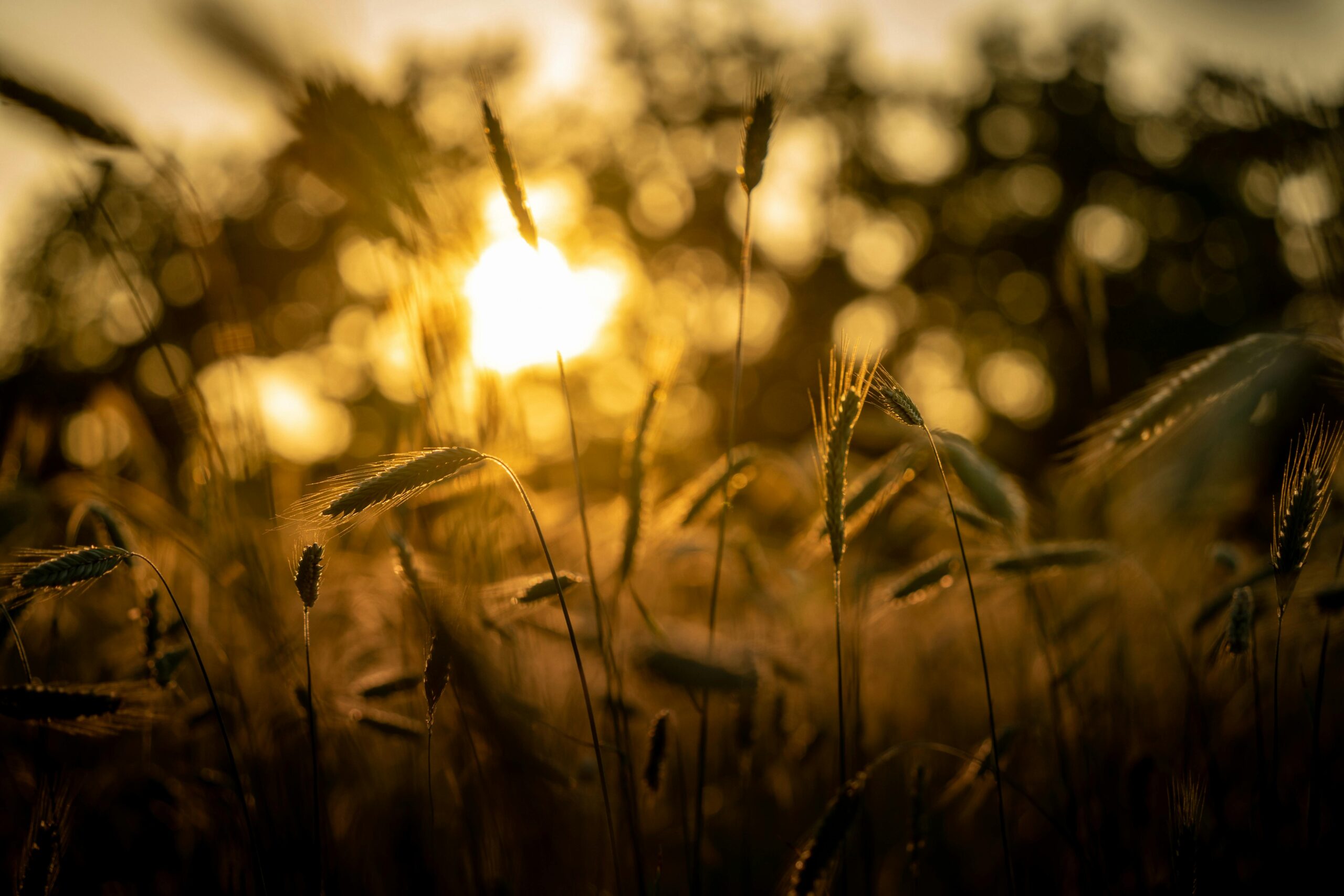 Kostenloses Stock Foto zu abend, außerorts, bokeh