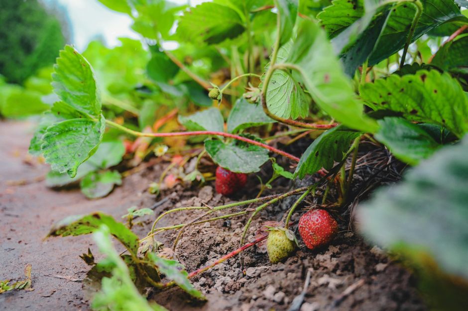 Karls Erdbeerhof Erdbeeren Besucher